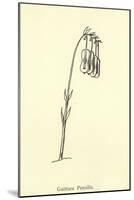 Guittara Pensilis-Edward Lear-Mounted Giclee Print