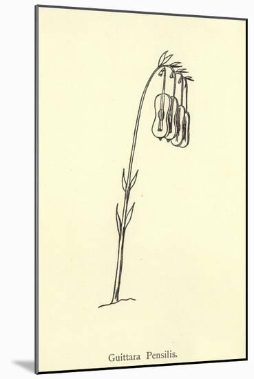 Guittara Pensilis-Edward Lear-Mounted Giclee Print