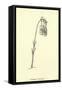 Guittara Pensilis-Edward Lear-Framed Stretched Canvas