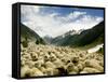 Gujjar Nomadic Shepherds Herd Their Sheep on the Outskirts of Srinagar, India-null-Framed Stretched Canvas