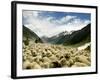 Gujjar Nomadic Shepherds Herd Their Sheep on the Outskirts of Srinagar, India-null-Framed Photographic Print