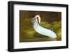 Gulf Coast Ribbon Snake (Thamnophis Proximus Orarius) Laredo Borderlands, Texas, USA. April-Claudio Contreras-Framed Photographic Print