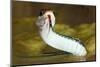 Gulf Coast Ribbon Snake (Thamnophis Proximus Orarius) Laredo Borderlands, Texas, USA. April-Claudio Contreras-Mounted Photographic Print