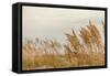 Gulf Coast State Park-Richard T. Nowitz-Framed Stretched Canvas