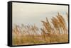 Gulf Coast State Park-Richard T. Nowitz-Framed Stretched Canvas