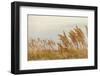 Gulf Coast State Park-Richard T. Nowitz-Framed Photographic Print