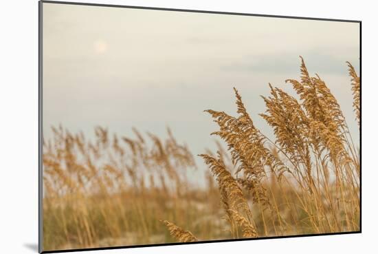 Gulf Coast State Park-Richard T. Nowitz-Mounted Photographic Print