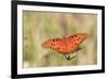 Gulf Fritillary (Agraulis vanillae) adult, feeding at flowers, Florida, USA-Edward Myles-Framed Photographic Print