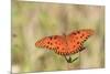 Gulf Fritillary (Agraulis vanillae) adult, feeding at flowers, Florida, USA-Edward Myles-Mounted Photographic Print