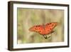 Gulf Fritillary (Agraulis vanillae) adult, feeding at flowers, Florida, USA-Edward Myles-Framed Photographic Print