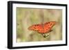 Gulf Fritillary (Agraulis vanillae) adult, feeding at flowers, Florida, USA-Edward Myles-Framed Photographic Print