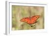 Gulf Fritillary (Agraulis vanillae) adult, feeding at flowers, Florida, USA-Edward Myles-Framed Photographic Print