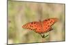 Gulf Fritillary (Agraulis vanillae) adult, feeding at flowers, Florida, USA-Edward Myles-Mounted Photographic Print