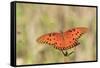 Gulf Fritillary (Agraulis vanillae) adult, feeding at flowers, Florida, USA-Edward Myles-Framed Stretched Canvas