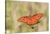 Gulf Fritillary (Agraulis vanillae) adult, feeding at flowers, Florida, USA-Edward Myles-Stretched Canvas