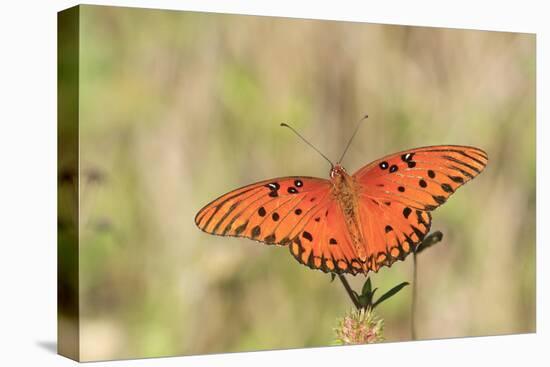 Gulf Fritillary (Agraulis vanillae) adult, feeding at flowers, Florida, USA-Edward Myles-Stretched Canvas