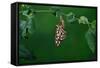 Gulf fritillary butterfly expanding wings after emerging-Rolf Nussbaumer-Framed Stretched Canvas