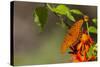 Gulf Fritillary Butterfly Nectaring on Flowers-Larry Ditto-Stretched Canvas