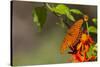 Gulf Fritillary Butterfly Nectaring on Flowers-Larry Ditto-Stretched Canvas