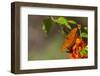 Gulf Fritillary Butterfly Nectaring on Flowers-Larry Ditto-Framed Photographic Print