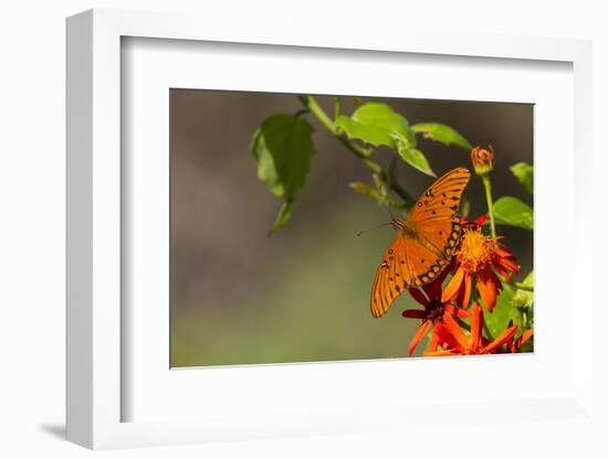 Gulf Fritillary Butterfly Nectaring on Flowers-Larry Ditto-Framed Photographic Print