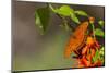 Gulf Fritillary Butterfly Nectaring on Flowers-Larry Ditto-Mounted Photographic Print