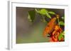 Gulf Fritillary Butterfly Nectaring on Flowers-Larry Ditto-Framed Photographic Print