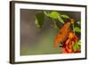 Gulf Fritillary Butterfly Nectaring on Flowers-Larry Ditto-Framed Photographic Print