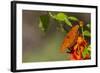 Gulf Fritillary Butterfly Nectaring on Flowers-Larry Ditto-Framed Photographic Print