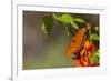 Gulf Fritillary Butterfly Nectaring on Flowers-Larry Ditto-Framed Photographic Print