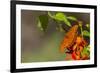 Gulf Fritillary Butterfly Nectaring on Flowers-Larry Ditto-Framed Photographic Print