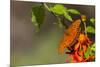 Gulf Fritillary Butterfly Nectaring on Flowers-Larry Ditto-Mounted Photographic Print