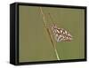 Gulf Fritillary Butterfly Resting on Grass Stem-Gary Carter-Framed Stretched Canvas