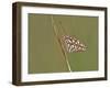 Gulf Fritillary Butterfly Resting on Grass Stem-Gary Carter-Framed Photographic Print