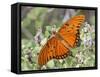 Gulf Fritillary, Texas, USA-Larry Ditto-Framed Stretched Canvas