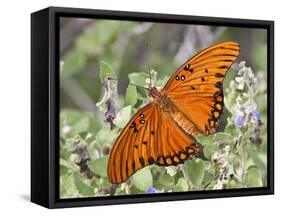 Gulf Fritillary, Texas, USA-Larry Ditto-Framed Stretched Canvas