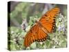 Gulf Fritillary, Texas, USA-Larry Ditto-Stretched Canvas