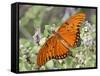 Gulf Fritillary, Texas, USA-Larry Ditto-Framed Stretched Canvas