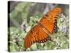 Gulf Fritillary, Texas, USA-Larry Ditto-Stretched Canvas