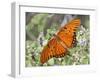 Gulf Fritillary, Texas, USA-Larry Ditto-Framed Premium Photographic Print