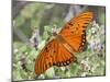 Gulf Fritillary, Texas, USA-Larry Ditto-Mounted Premium Photographic Print