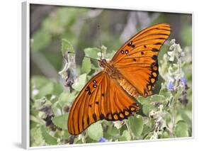 Gulf Fritillary, Texas, USA-Larry Ditto-Framed Photographic Print