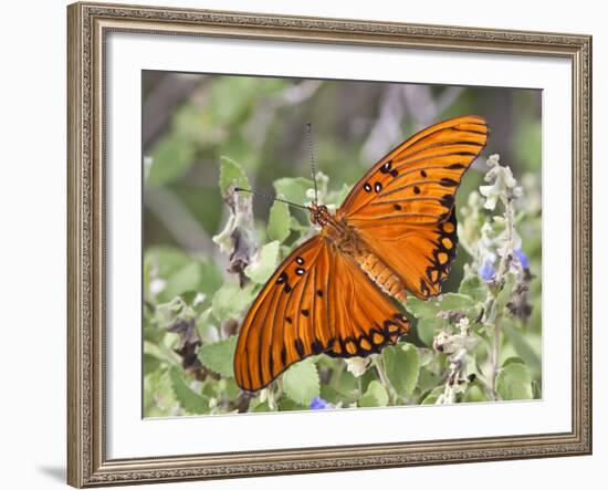 Gulf Fritillary, Texas, USA-Larry Ditto-Framed Photographic Print