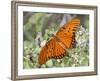 Gulf Fritillary, Texas, USA-Larry Ditto-Framed Photographic Print