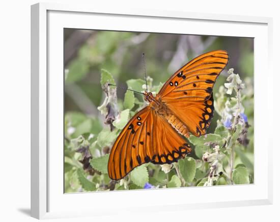 Gulf Fritillary, Texas, USA-Larry Ditto-Framed Photographic Print