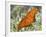 Gulf Fritillary, Texas, USA-Larry Ditto-Framed Photographic Print