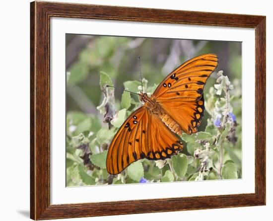 Gulf Fritillary, Texas, USA-Larry Ditto-Framed Photographic Print