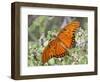 Gulf Fritillary, Texas, USA-Larry Ditto-Framed Photographic Print