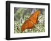 Gulf Fritillary, Texas, USA-Larry Ditto-Framed Photographic Print