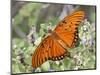 Gulf Fritillary, Texas, USA-Larry Ditto-Mounted Photographic Print